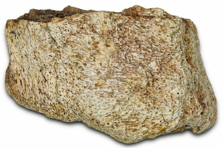 Dinosaur (Triceratops) Frill Shield Section - Montana #348062